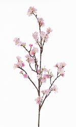 Sakura bloesemtak Prunus jamasakura  96cm